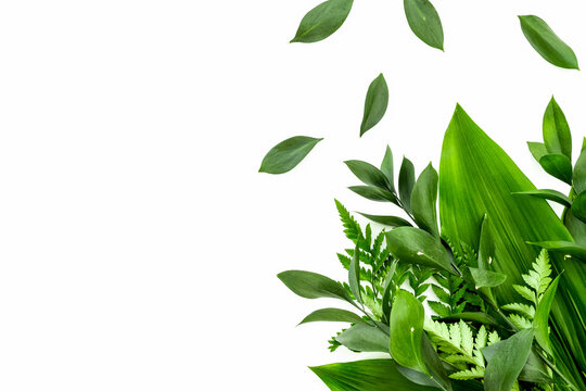 Spring green plants, sprigs, leaves border on white background top view copy space border