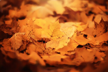 Naklejka premium Lively closeup of falling autumn leaves with vibrant backlight from the setting sun
