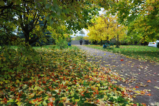 Beautiful autumn landscape with yellow trees and sun. Colorful foliage in the park. Falling leaves natural background