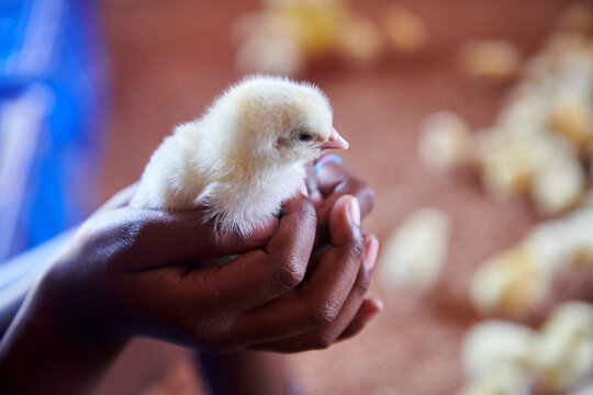 broiler chickens have just arrived