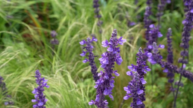 field with many flowers of lavender