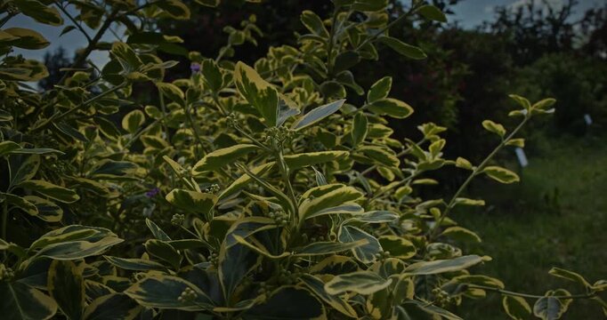 Euonymus fortunei. The shrub features vibrant green leaves with broad, striking golden-yellow margins. The foliage is dense, glossy, and leathery.