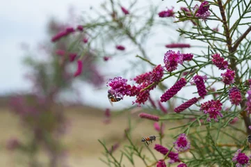 wild flowers in the forest honeybee on pink flora  © shakeelbaloch