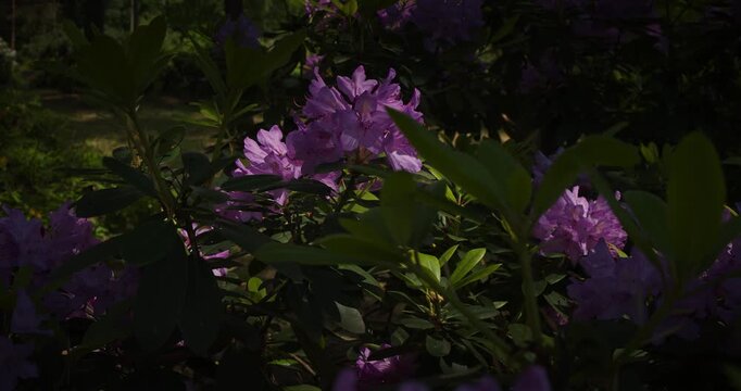 Lone Rhododendron Blossom Amid Lush Green Foliage