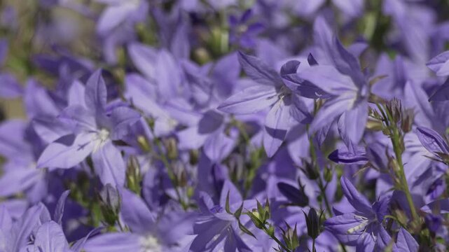 Flowers campanula petals blooming in sunlit meadow garden background to provide a peaceful and natural botanical atmosphere for organic floral projects