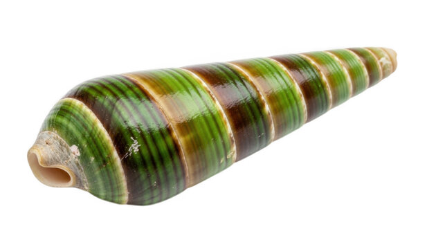 A green and brown sea snail shell