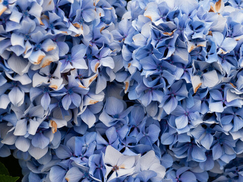 Hydrangea macrophylla Blue Mophead Bloom Close-Up &mdash; Blue and Lavender Hydrangea Corymbs with Green Leaves, Atlantic Garden Portugal