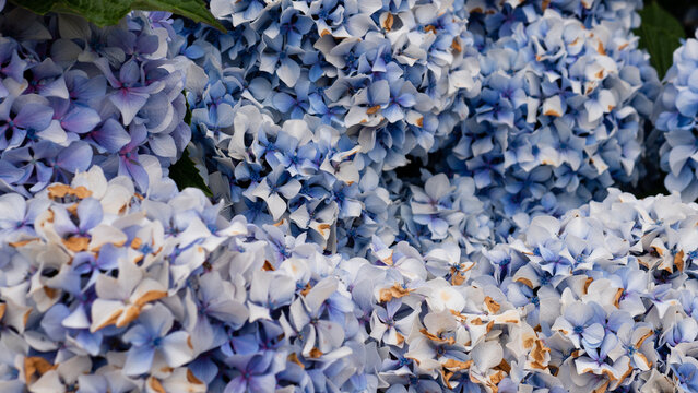 Hydrangea macrophylla Blue Mophead Bloom Close-Up &mdash; Blue and Lavender Hydrangea Corymbs with Green Leaves, Atlantic Garden Portugal