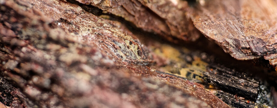 Microscopic view of lamprophyllite and aegirine mineral crystals from Khibiny macro photography close up of rare alkaline pegmatite specimen geological sample under 5x microscope lens