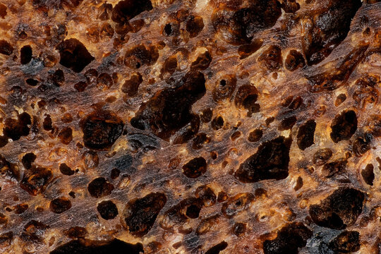 Porous cellular morphology and starchy protein matrix cavities in baked rye bread surface captured through five times magnification microscope objective