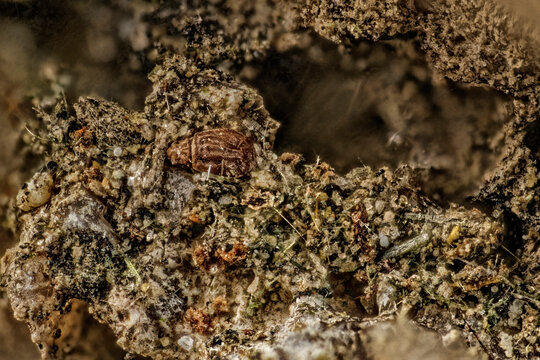 Insect mummy of subfossil Corticaria beetle from Latridiidae family inside weathering Khibiny rock via 10x objective. Focus stacked scientific image showing fungal mycelium on mineral matrix