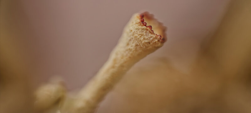 Alternative view of Cladonia coccifera lichen from Khibiny, 5X magnification, 7mm FOV. Detailed thallus and podetium structure of Arctic tundra flora