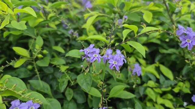 4k 120fps slow motion video of Duranta erecta of  Golden Dewdrop plant.