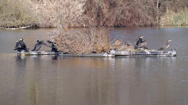 Great Cormorants Displaying Natural Behavior on Floating Island in Winter