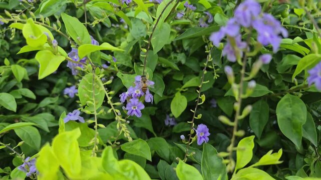 4k 120fps slow motion video of Duranta erecta of  Golden Dewdrop plant.