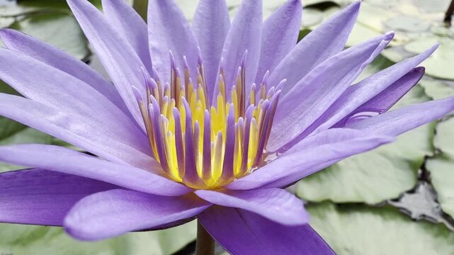 Extreme close up of Nymphaea Islamorada, revealing violet petals and luminous orange stamens in fine botanical detail.