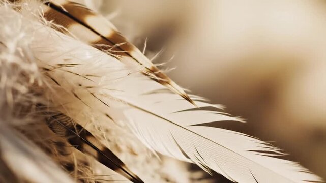 Macro view of soft brown and tan bird feathers