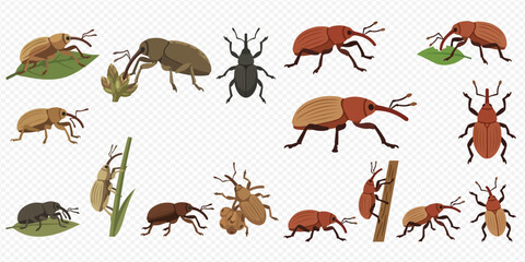 Set of various weevils and beetles in different poses and colors, isolated on a transparent background, showcasing diverse insect species. © Akun