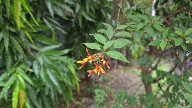 4k 120fps slow motion video of Firebush plant.