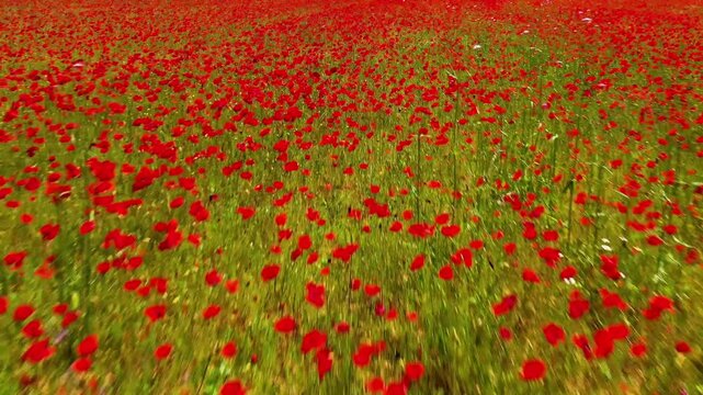 Beautiful red poppy field blooming in green grass meadow on a bright spring day