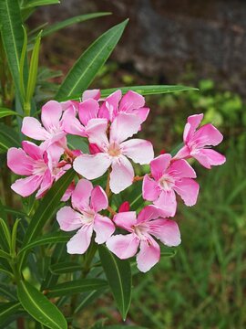Beautiful blooming pink oleander flowers in the garden.
