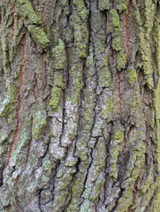 Fototapeta premium Aged Tree Bark Texture with Vibrant Green Moss
