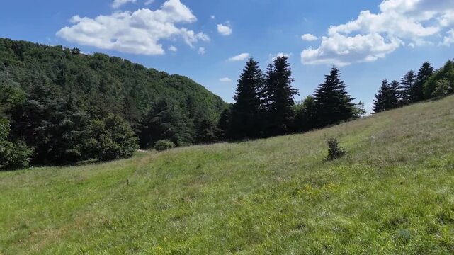 Ampio prato verde in leggera pendenza, circondato da una fitta vegetazione boschiva con conifere e latifoglie, sotto un cielo azzurro con nuvole sparse: paesaggio montano tipico dell'estate italiana