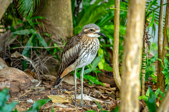 Bush stone-curlew bird native to Australia