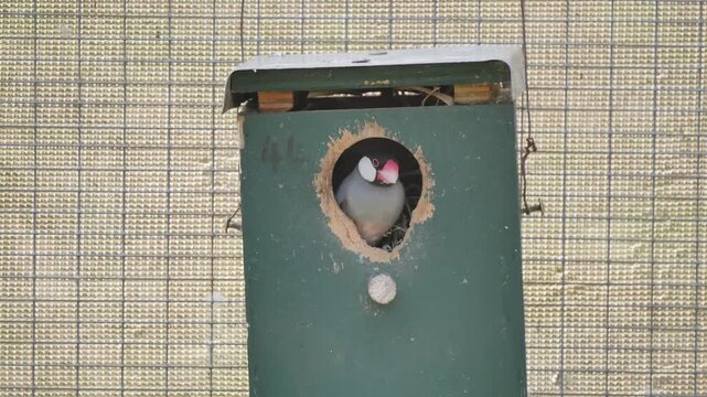 Java sparrow finch bird sitting in an animal hut