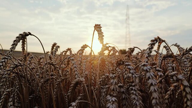 Close wheat ears sway through warm dawn light symbolizing harvest abundance