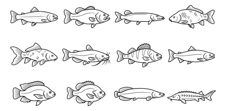 Freshwater fish line art icons, 12 fishing species vector set, black and white aquatic animal logos