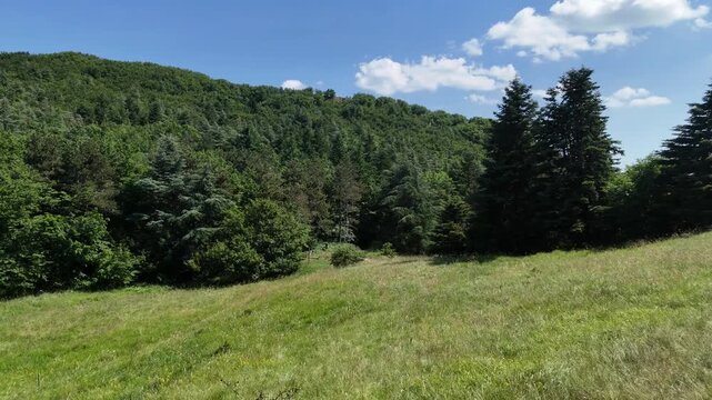 Radura erbosa immersa in un bosco di conifere e latifoglie, con cielo azzurro e nuvole sparse: un tipico paesaggio montano/collinare estivo, ideale per escursioni nella natura