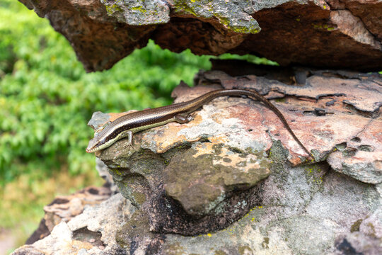 A small brown skink rests on a textured stone surface in a natural outdoor setting.