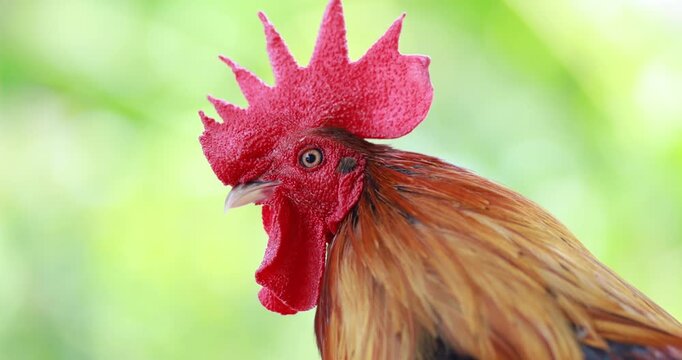 Rooster, Colorful rooster with bright red comb and glossy feathers against a blurred natural background, Bantam chicken, close-up