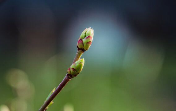 Blueberry buds in spring garden. Macro. Selective focus.