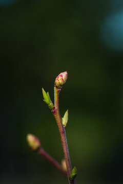 Blueberry buds in spring garden. Macro. Selective focus.