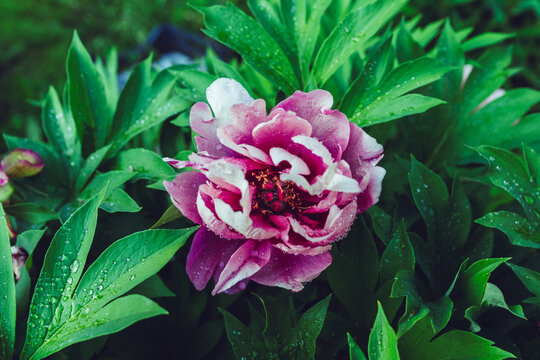 Macro of pink-purple Peony Pink Ardour. Close up. Selective focus.
