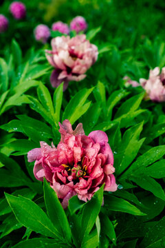 Macro of pink-purple Peony Pink Ardour. Close up. Selective focus.