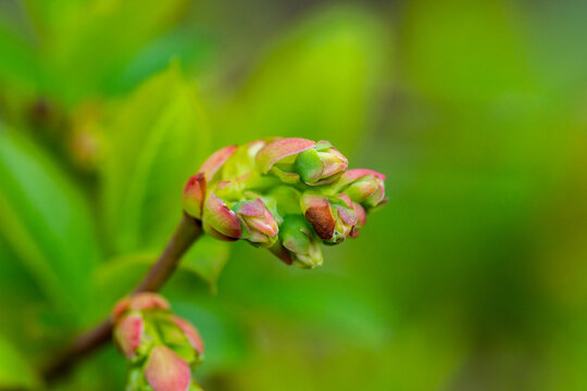 Blueberry bud cluster in spring garden. Macro. Selective focus.