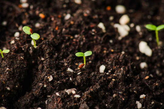 Young sprouts in garden bed. Macro. Shallow depth of field.