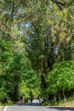 People walking on the road surrounded by towering trees that goes through Ramat Manashe Park in Israel.
