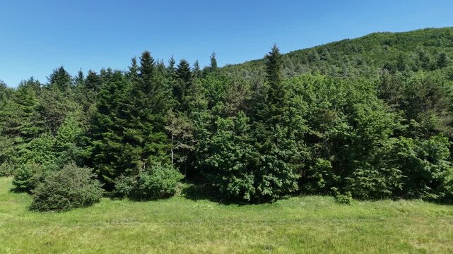 Ampio paesaggio naturale con campo erboso, alberi rigogliosi e una collina verde sotto un cielo limpido
