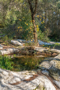 Terraced pools along the Nahal Hashofet stream with reflections at Ramat Menashe Forest part of the Carmel mountain range in Israel
