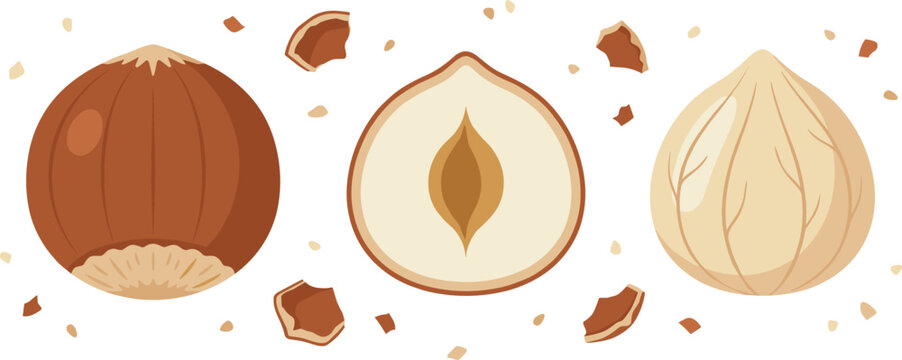 Isolated hazelnut cartoon vector illustration elements displaying whole unshelled and peeled filbert kernels with broken shell shards perfect for chocolate packaging food patterns