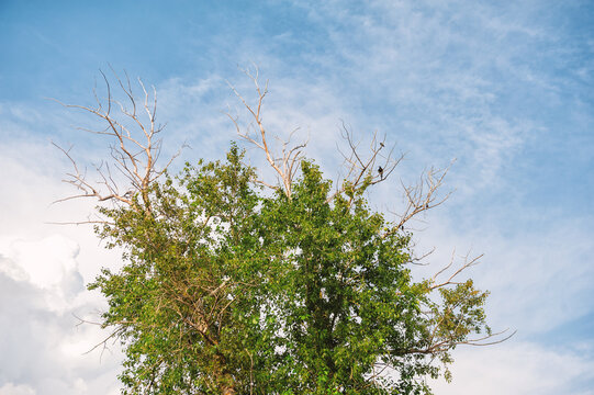 Tall tree with foliage, dry branches and birds stands under blue sky