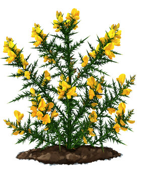 A vibrant, detailed illustration of a gorse bush with bright yellow blossoms