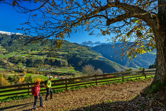 Active hiker walking Keschtnweg in South Tyrol during autumn