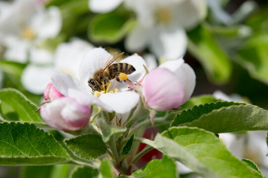 Bee on an apple blossom, Bavaria, Germany