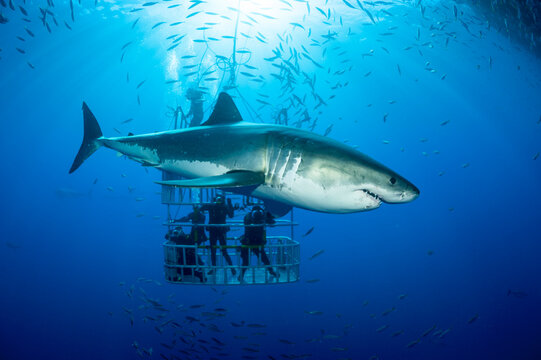 Mexico, Guadalupe, Pacific Ocean, scuba divers in shark cage with white shark, Carcharodon carcharias, in the foreground