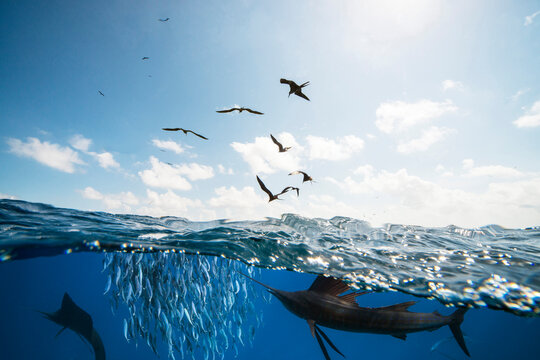 Mexico, Yucatan, Isla Mujeres, Caribbean Sea, Indo-Pacific sailfishes, Istiophorus platypterus, hunting sardines, Sardina pilchardus, Frigate birds